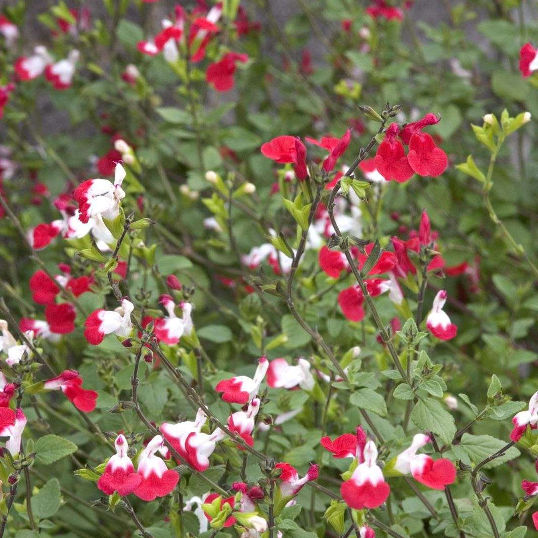 Hot Lips Sage Flowers