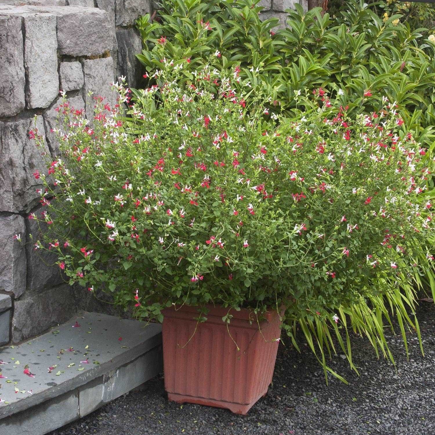 Hot Lips Sage Salvia microphylla plant