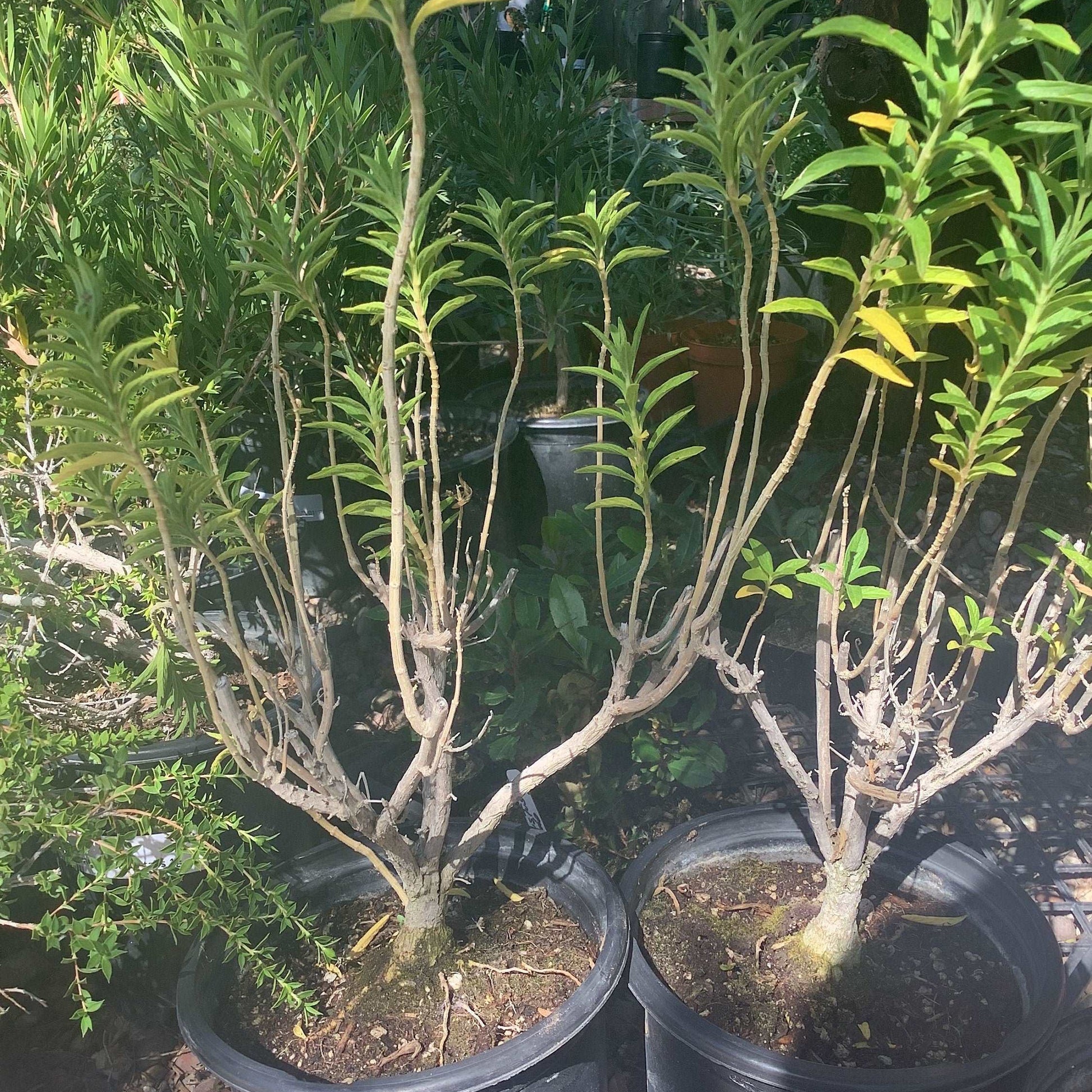 Lion's Tail Leonotis leonurus Plant