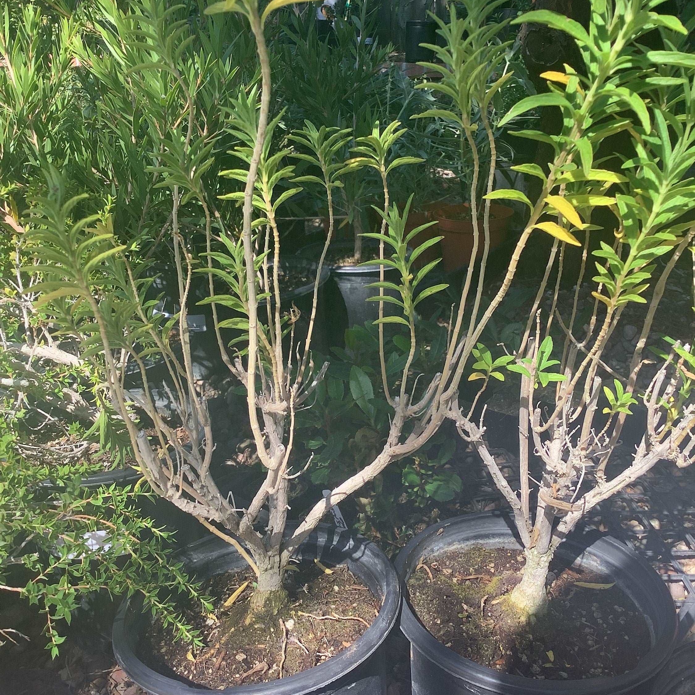 Lion's Tail Leonotis leonurus Plant
