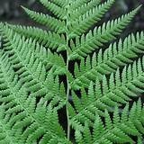 Dicksonia antarctica Fern One Gallon Size Healthy Harvesters