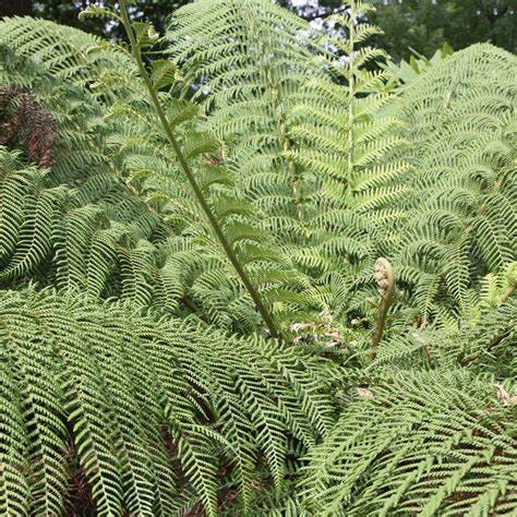 Dicksonia antarctica Fern One Gallon Size Healthy Harvesters