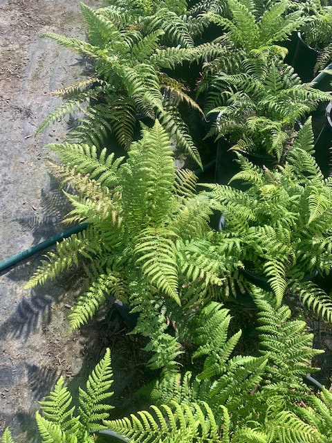 Dicksonia antarctica Fern One Gallon Size Healthy Harvesters