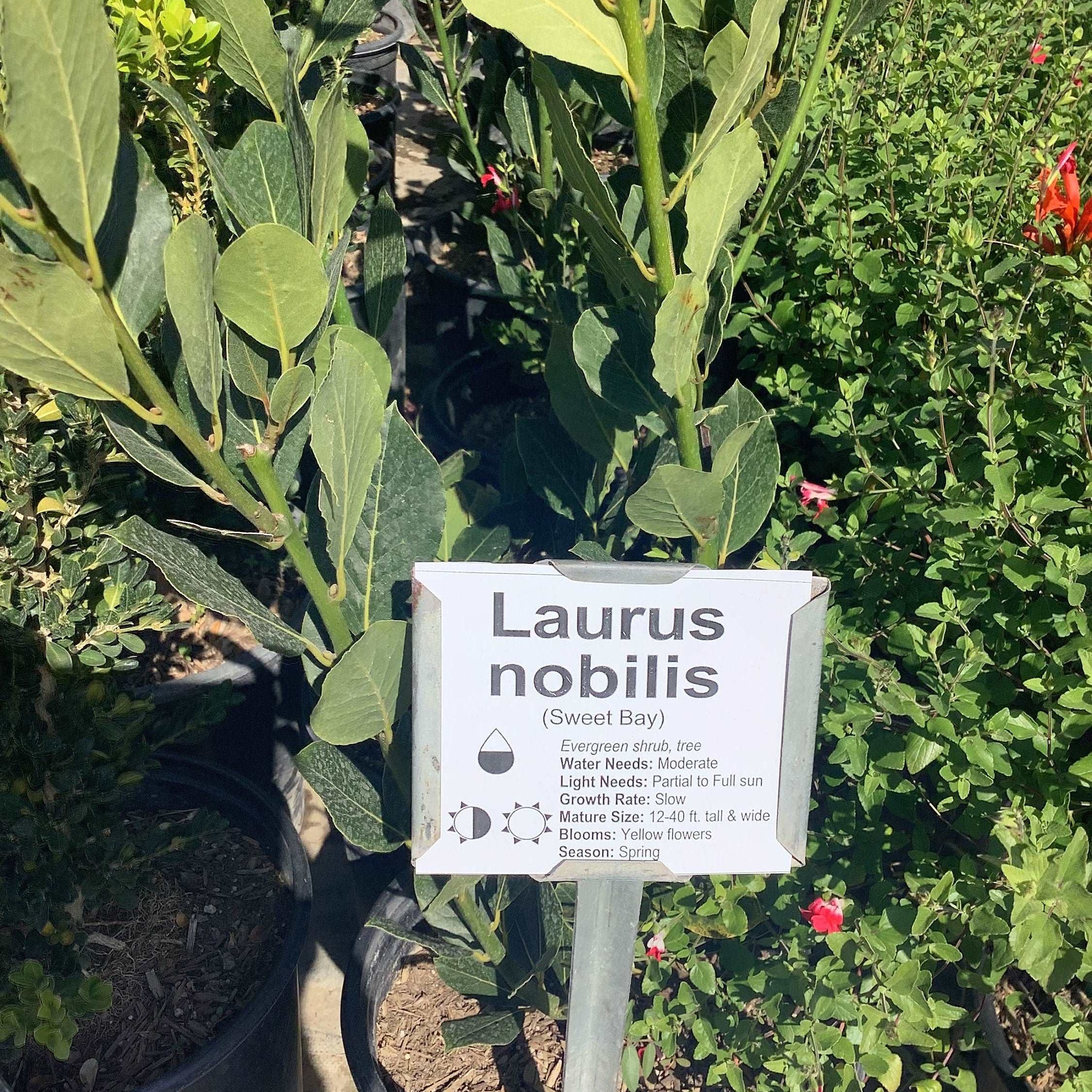 Bay Leaf Laurus nobilis Bay Laurel, Sweet Bay Tree Healthy Harvesters