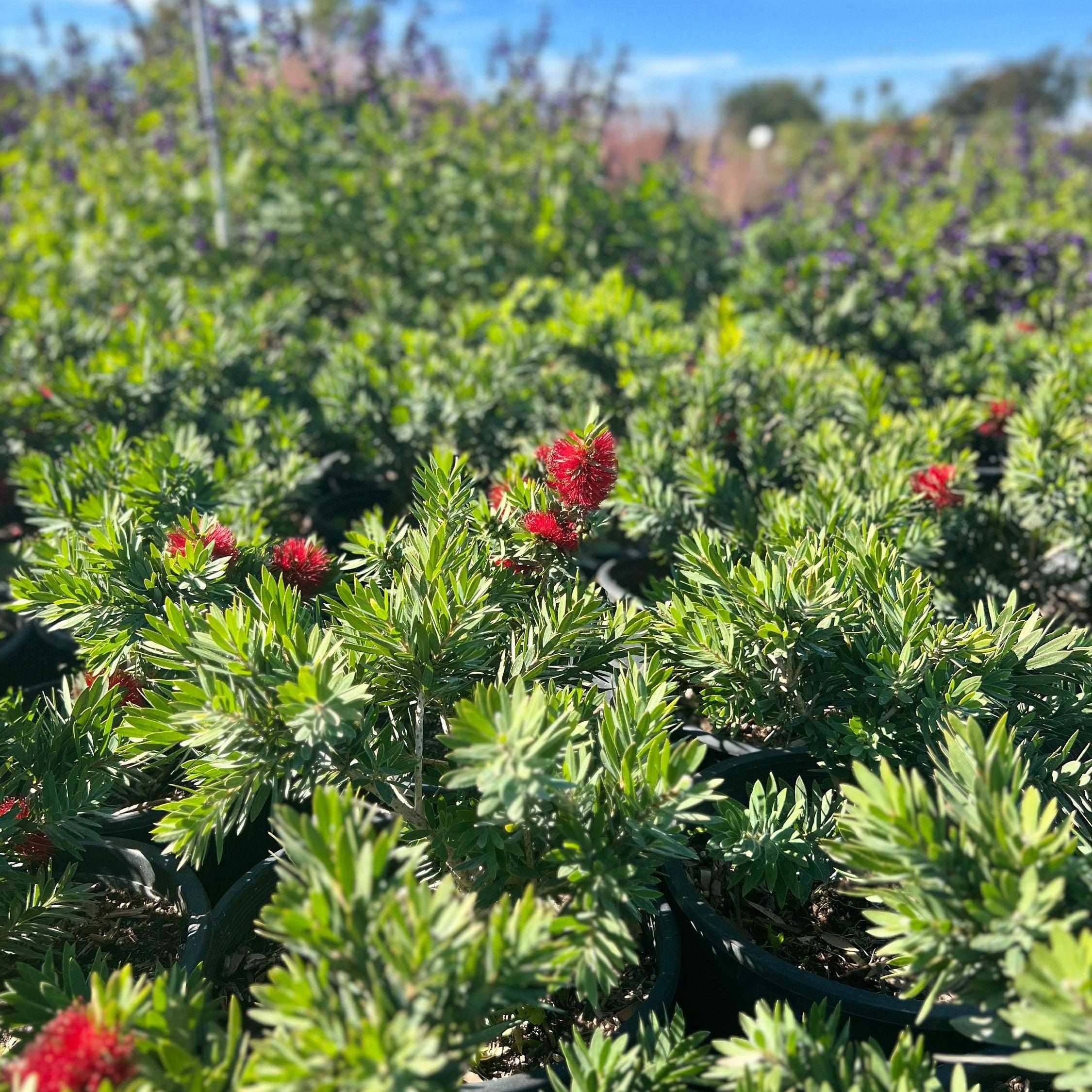 little john dwarf bottlebrush