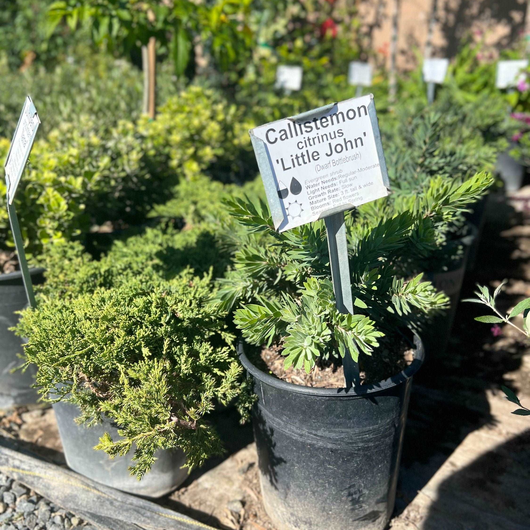 callistemon little john bottlebrush