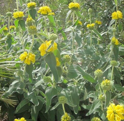 Jerusalem Sage Phlomis Fruticosa Plant One Gallon Healtny Harvesters