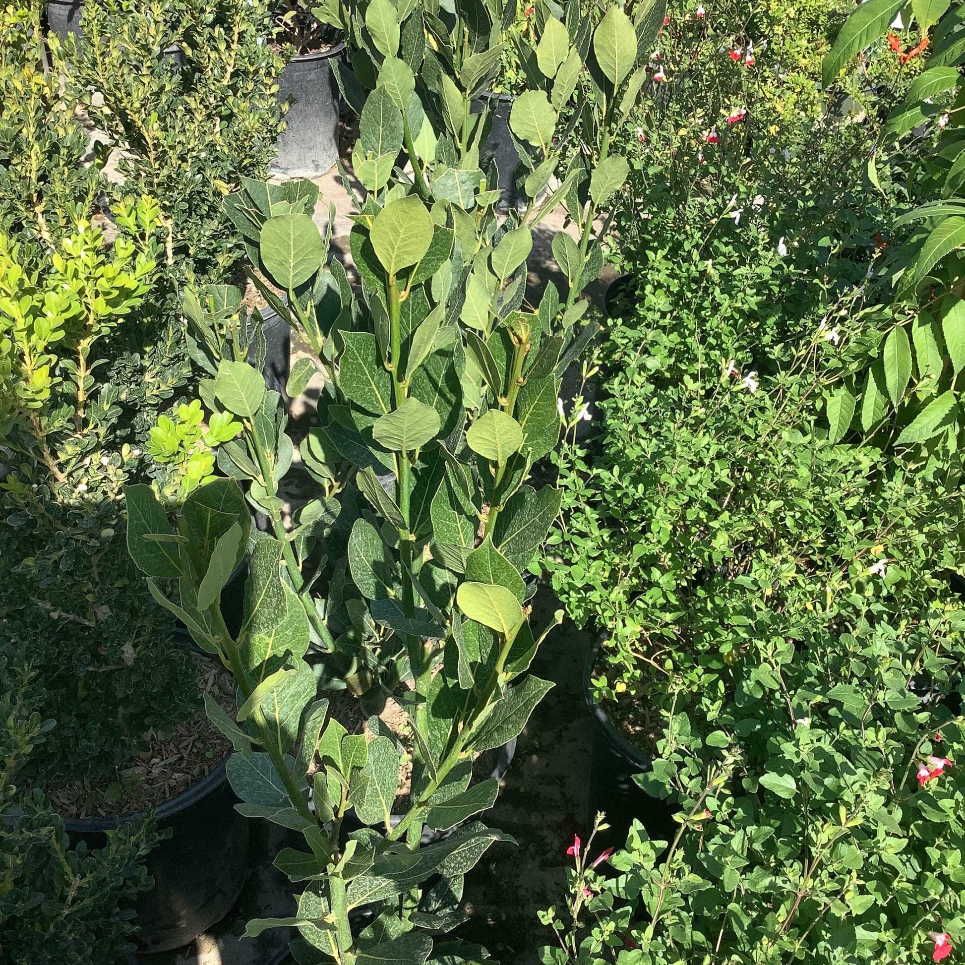 Bay Leaf Laurus nobilis Bay Laurel, Sweet Bay Tree Healthy Harvesters