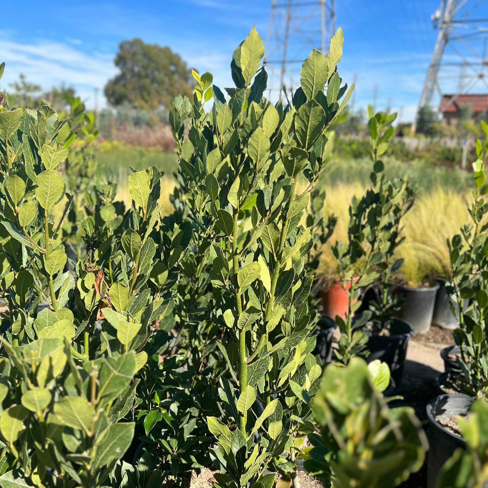 Bay Leaf Laurus nobilis Bay Laurel, Sweet Bay Tree Healthy Harvesters
