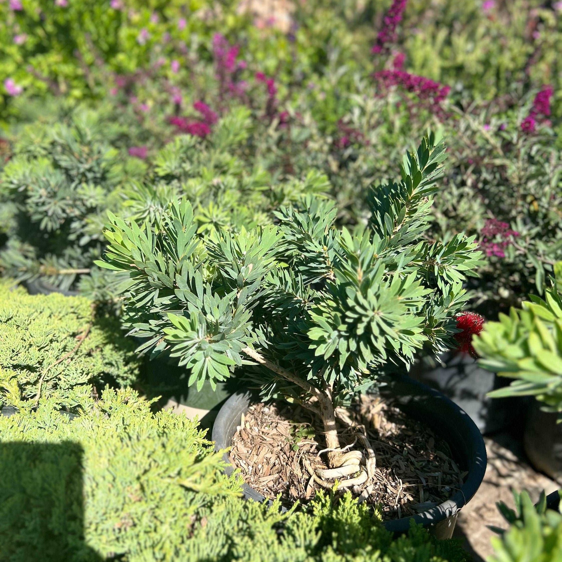 little john bottlebrush plant