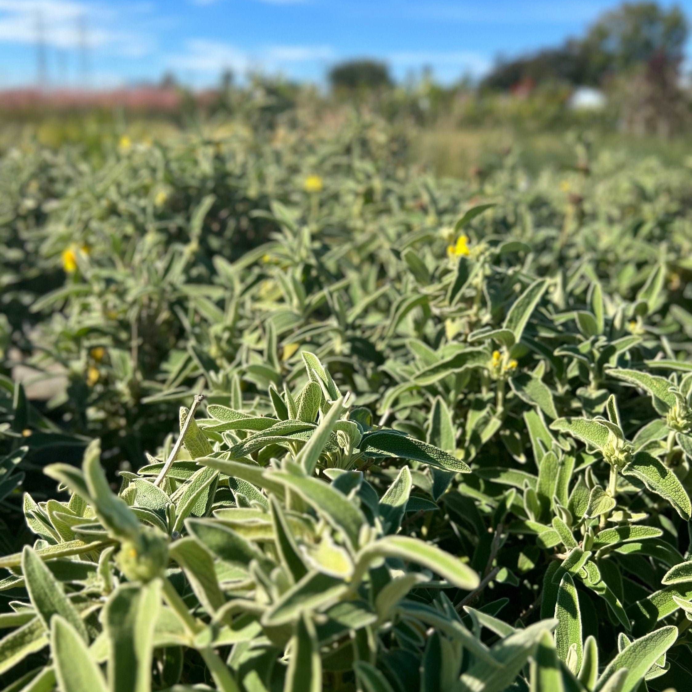 Jerusalem Sage Phlomis Fruticosa Plant One Gallon Healtny Harvesters