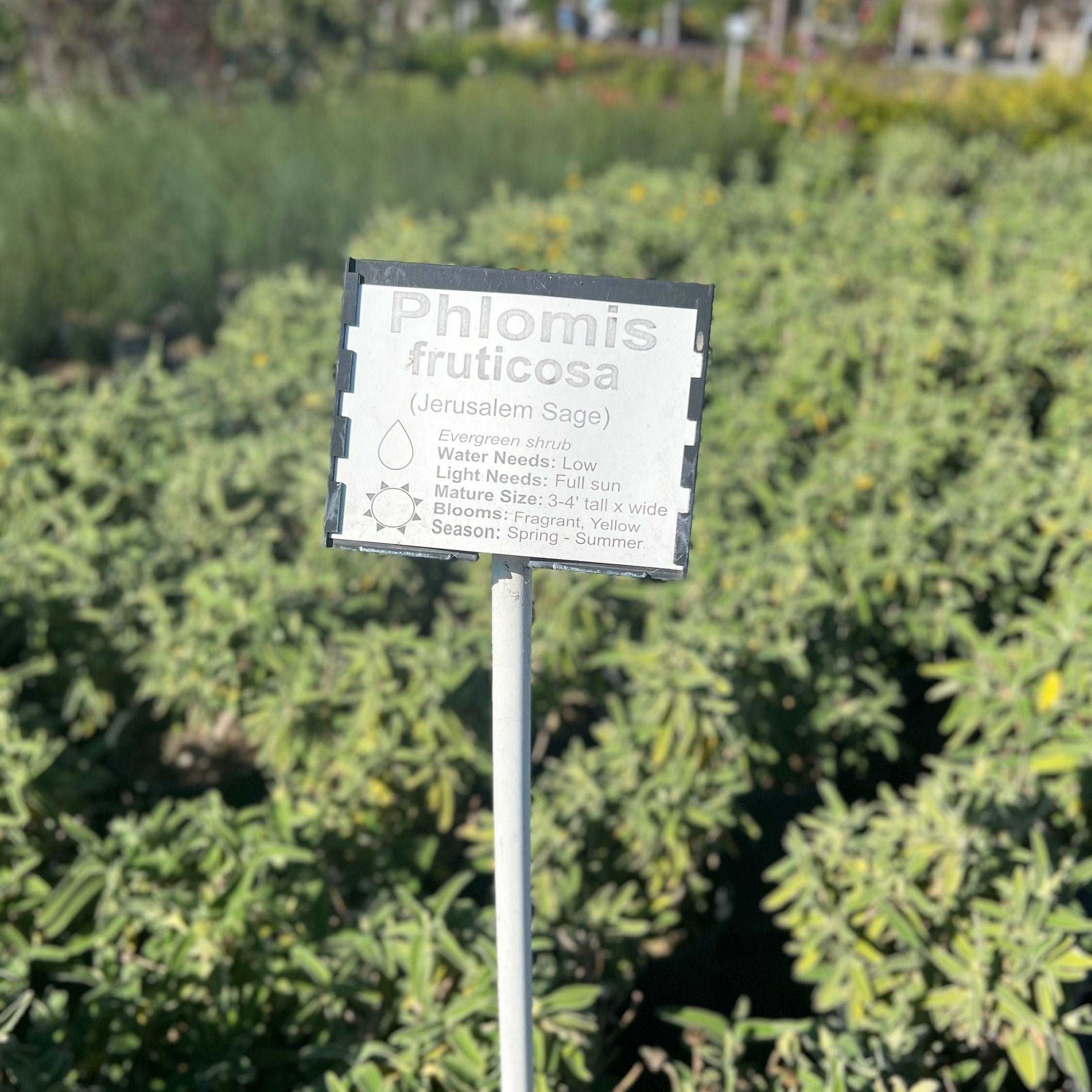 Jerusalem Sage Phlomis Fruticosa Plant One Gallon Healtny Harvesters