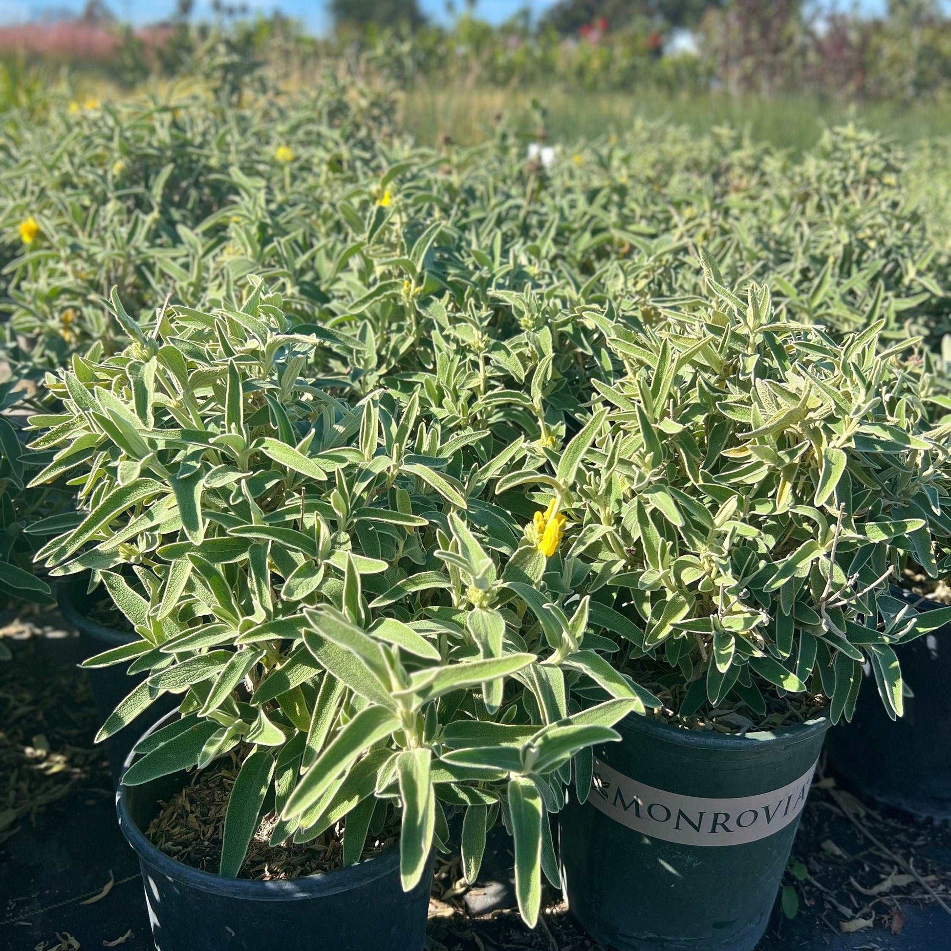 Jerusalem Sage Phlomis Fruticosa Plant One Gallon Healtny Harvesters