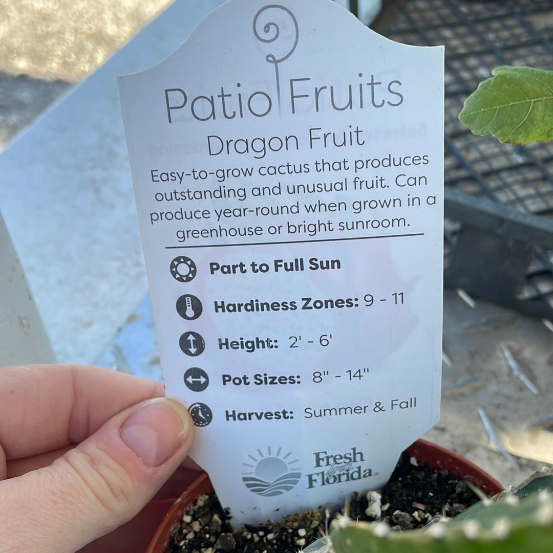 Patio Fruits 1 Lovehopegrow