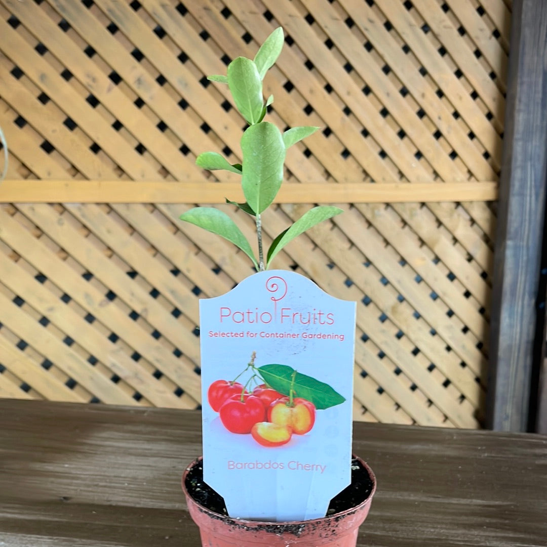 Patio Fruits 1 Lovehopegrow