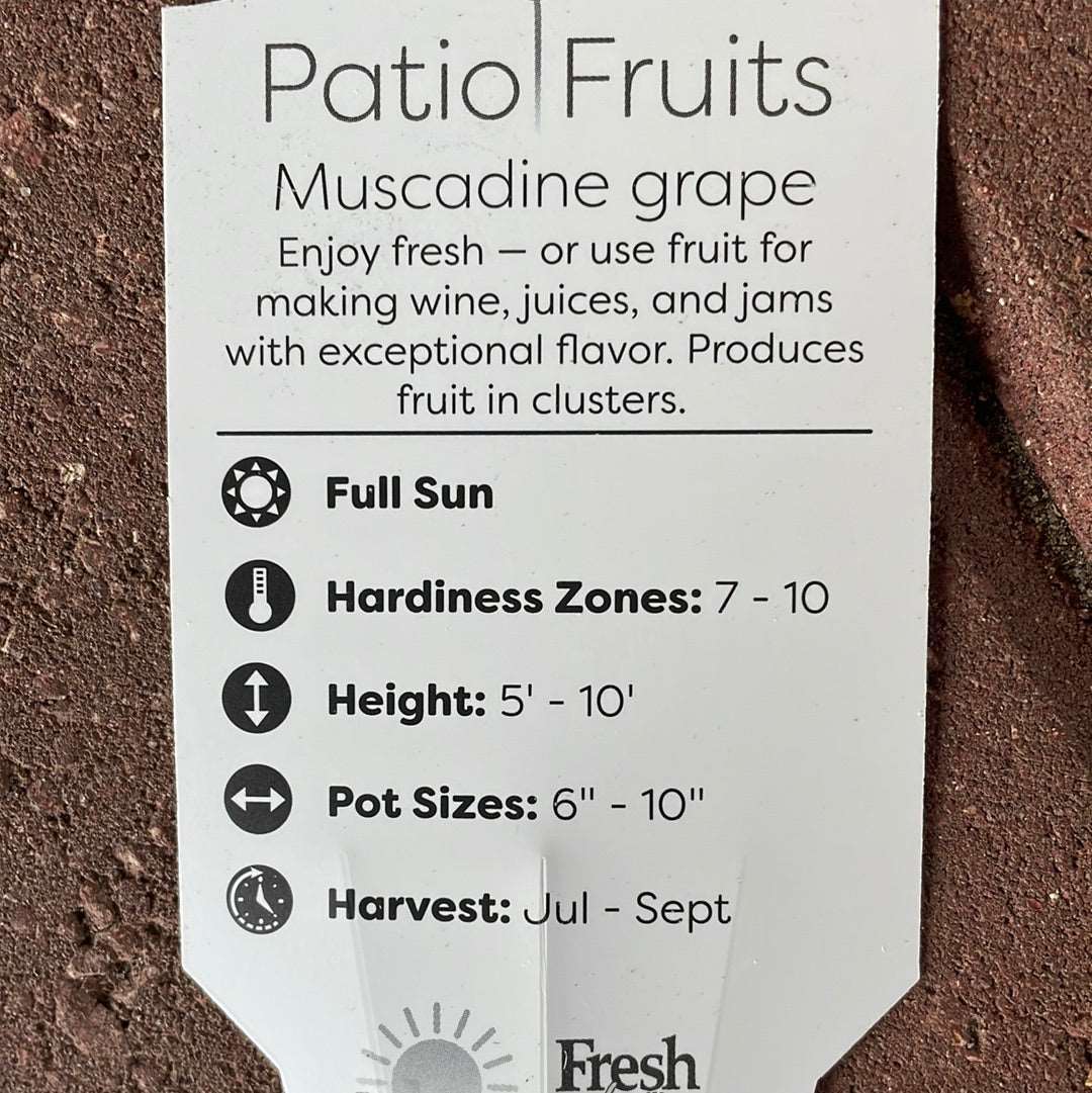 Patio Fruits 1 Lovehopegrow