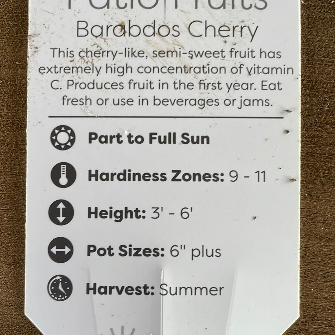 Patio Fruits 1 Lovehopegrow