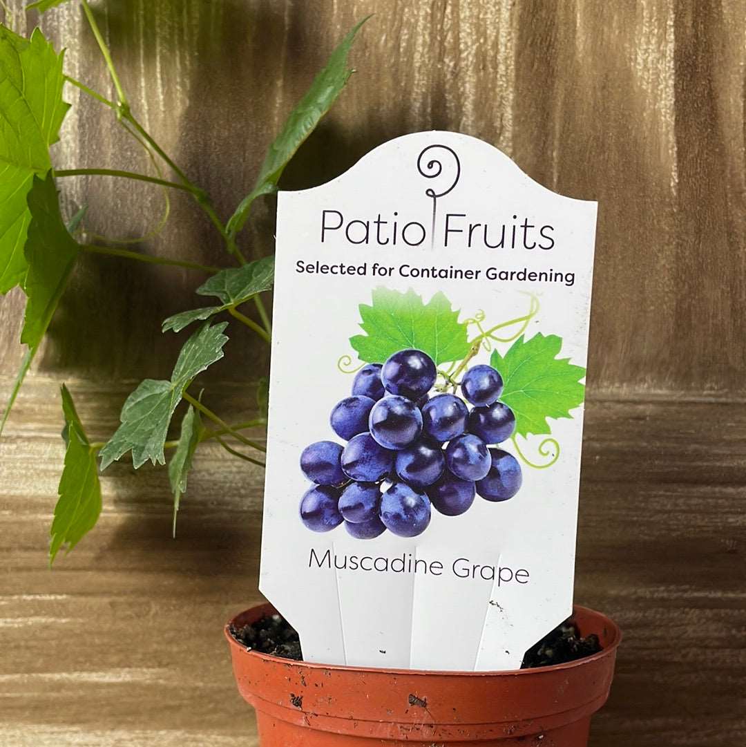 Patio Fruits 1 Lovehopegrow