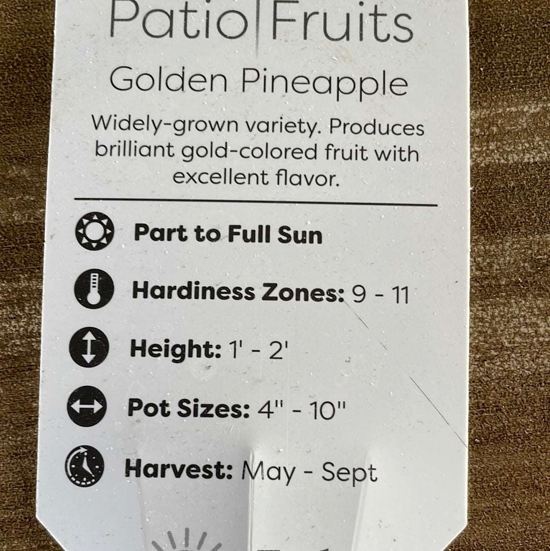 Patio Fruits 1 Lovehopegrow