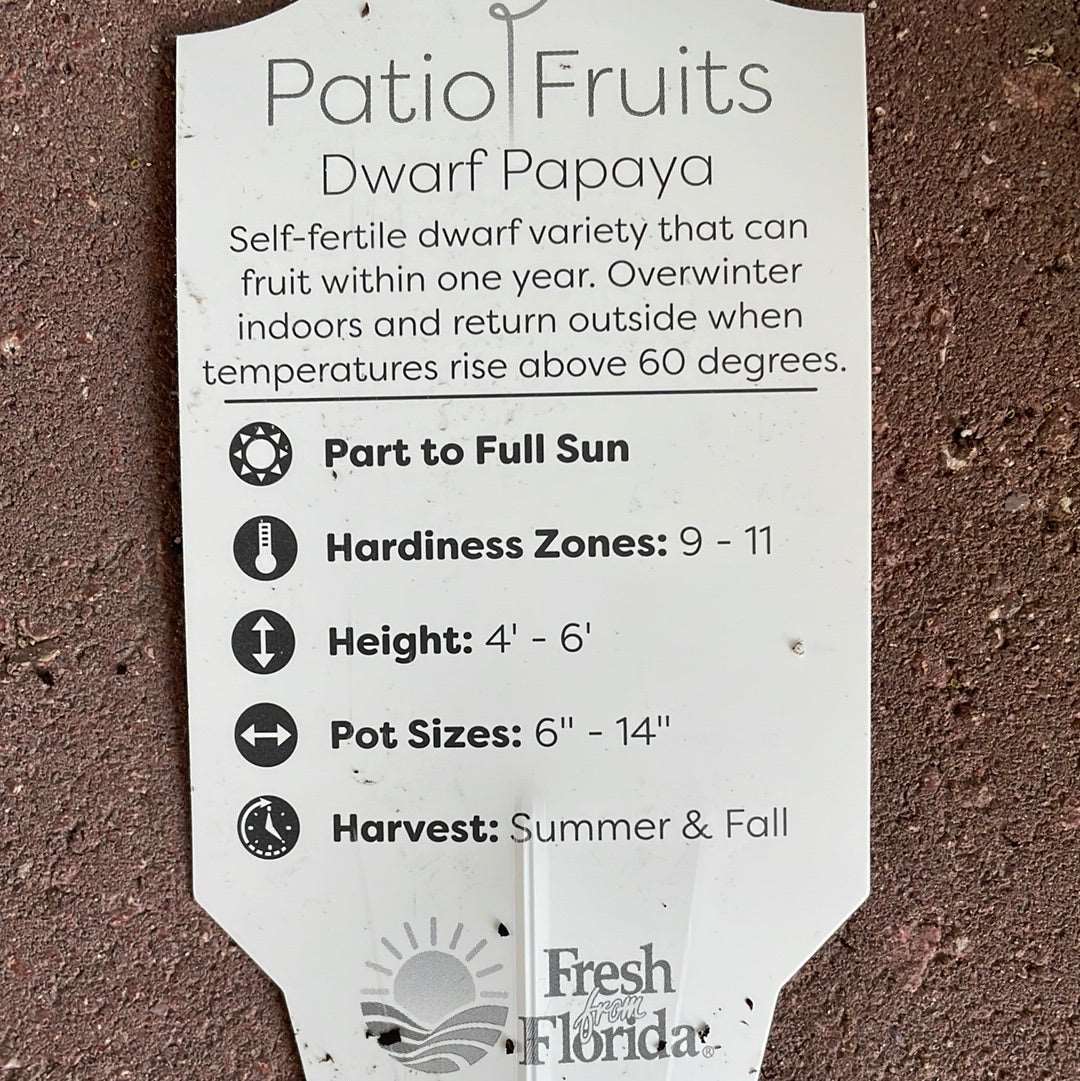Patio Fruits 1 Lovehopegrow