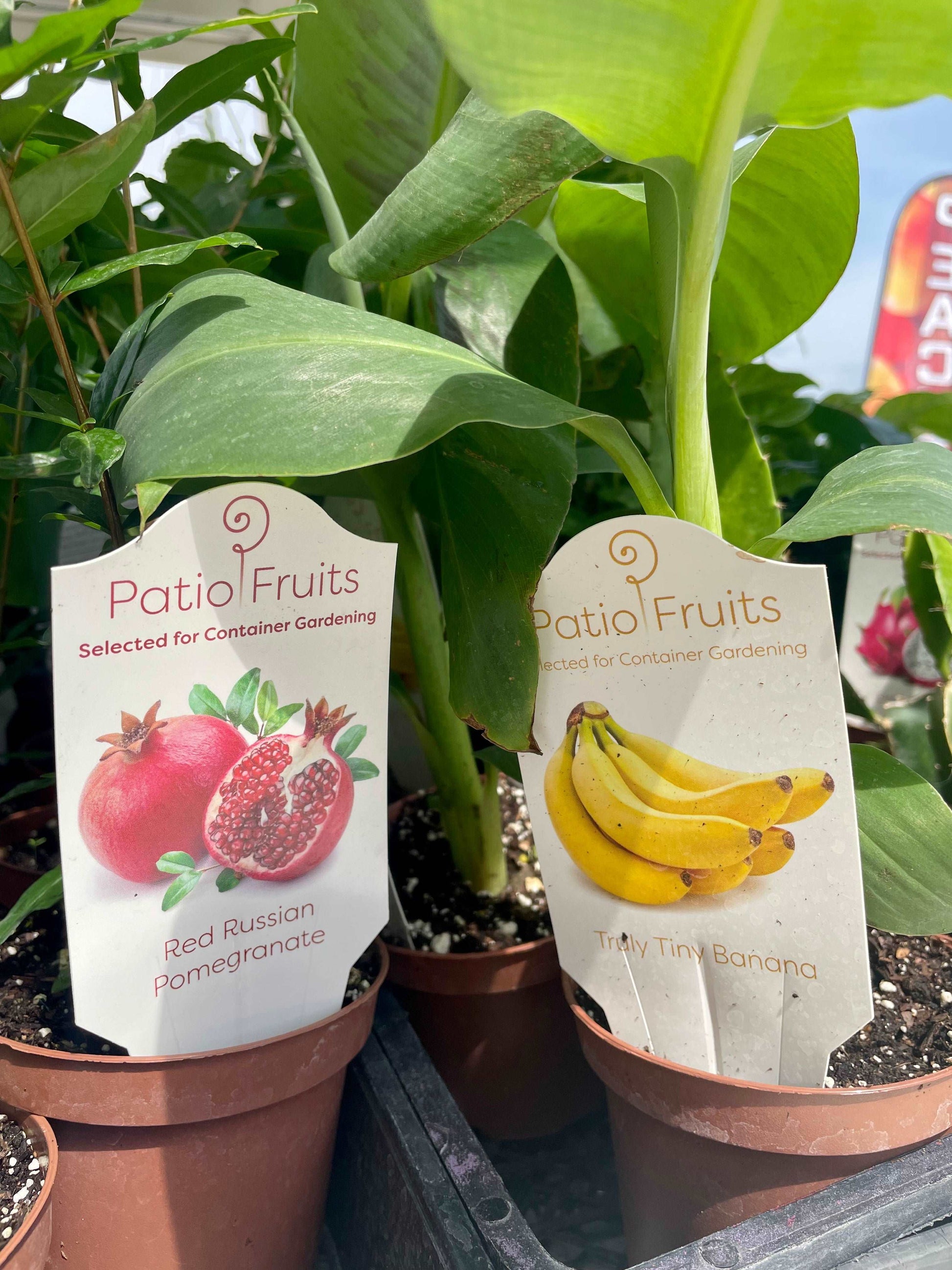 Patio fruits 2 Lovehopegrow