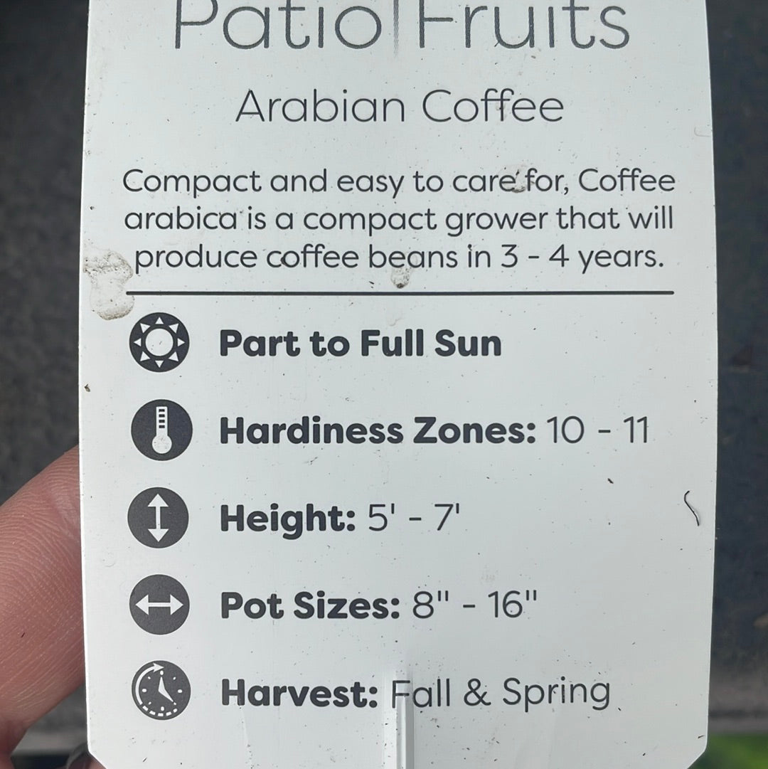 Patio Fruits 1 Lovehopegrow