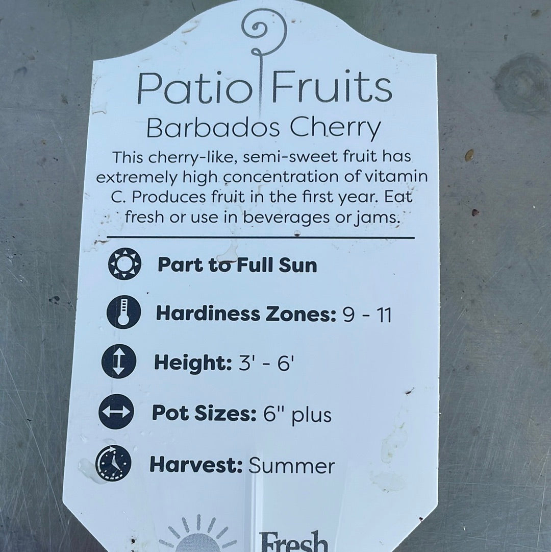 Patio fruits 2 Lovehopegrow