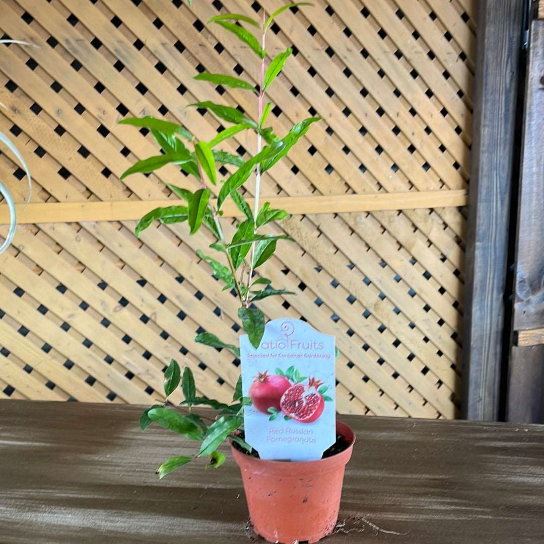 Patio Fruits 1 Lovehopegrow