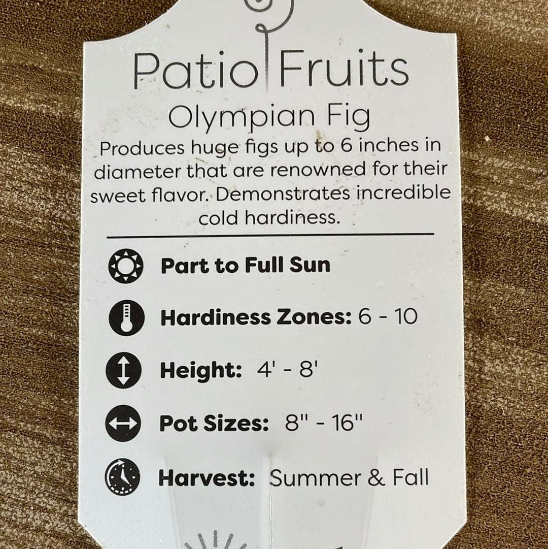 Patio Fruits 1 Lovehopegrow