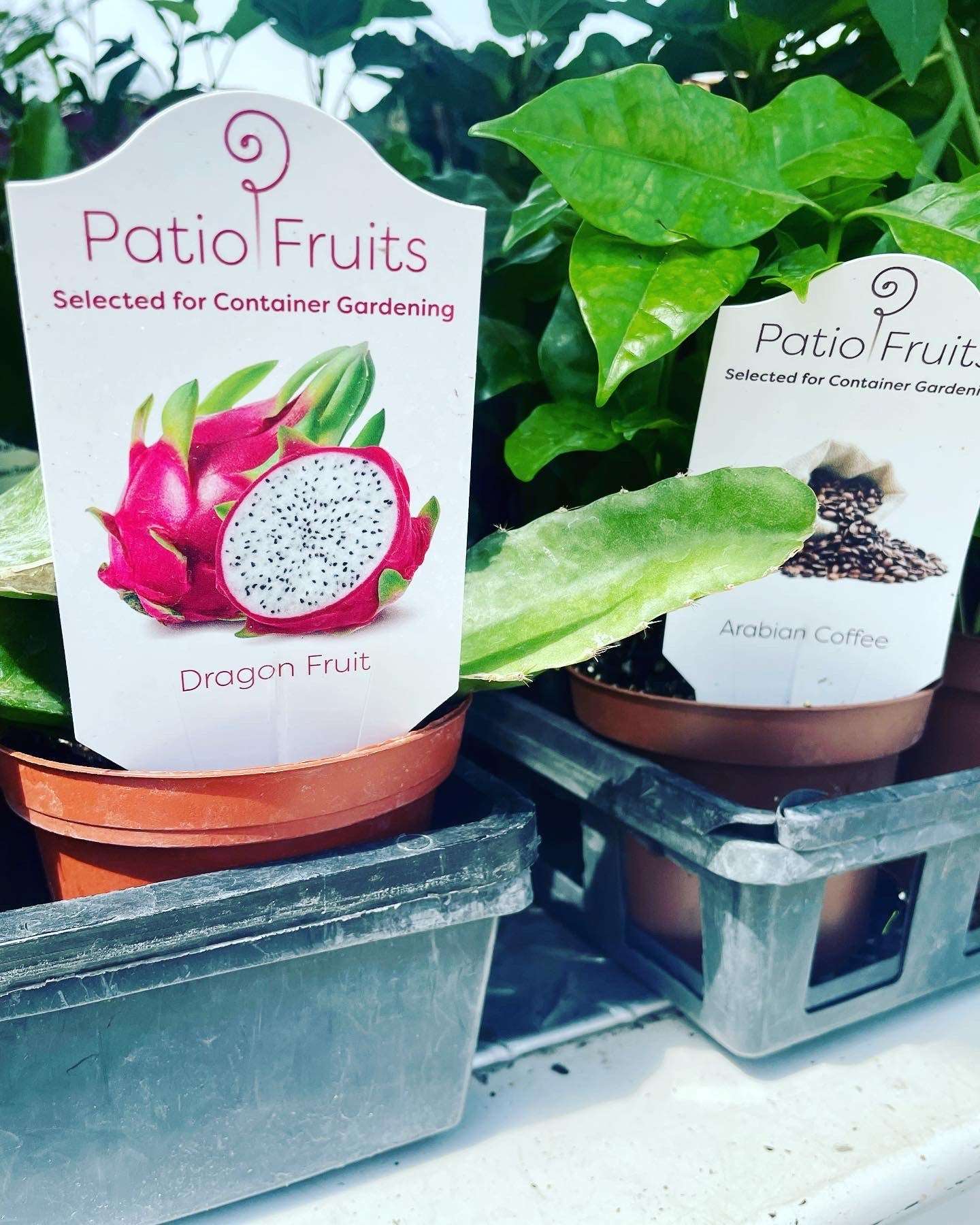 Patio fruits 2 Lovehopegrow