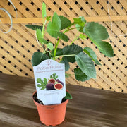 Patio Fruits 1 Lovehopegrow