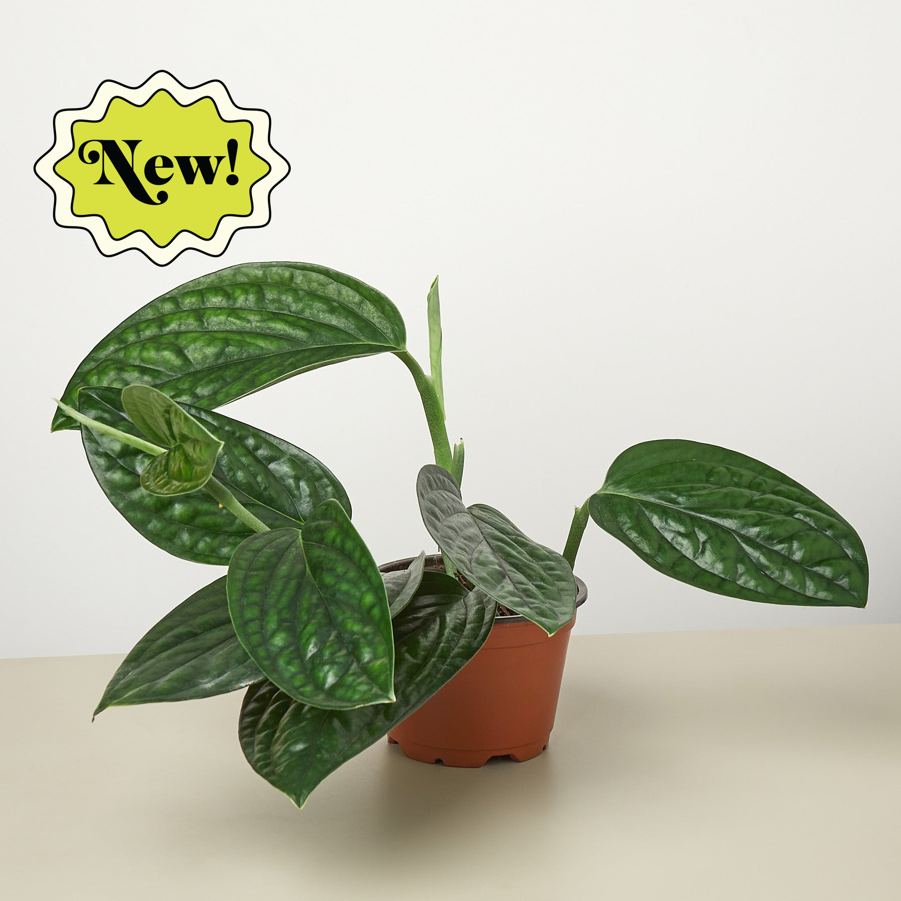 buy monstera peru Monstera 'Peru' Iridescent Indoor Aroid