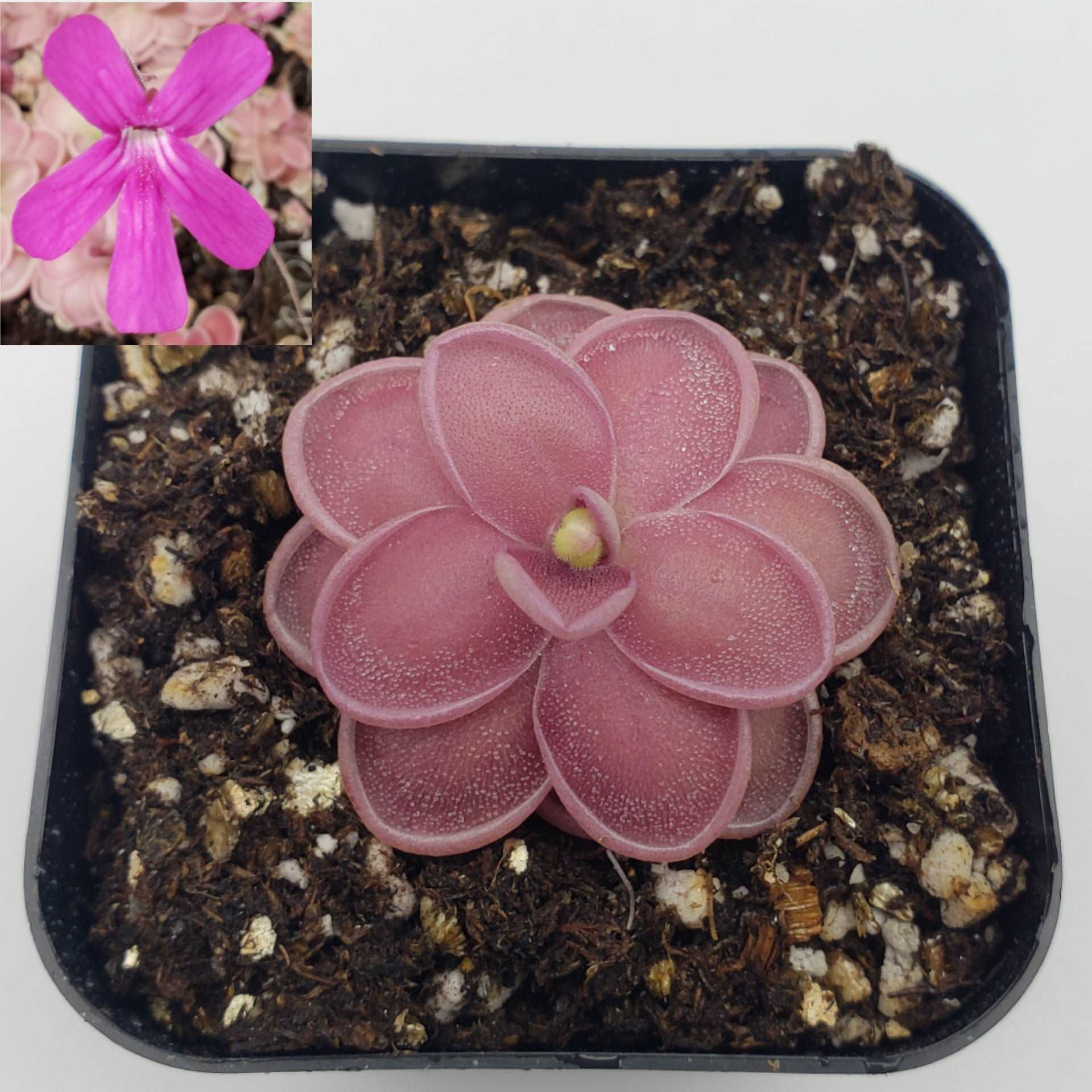 Pinguicula ehlersiae x mesophytica (clone #001) Rainbow Carnivorous Plants LLC