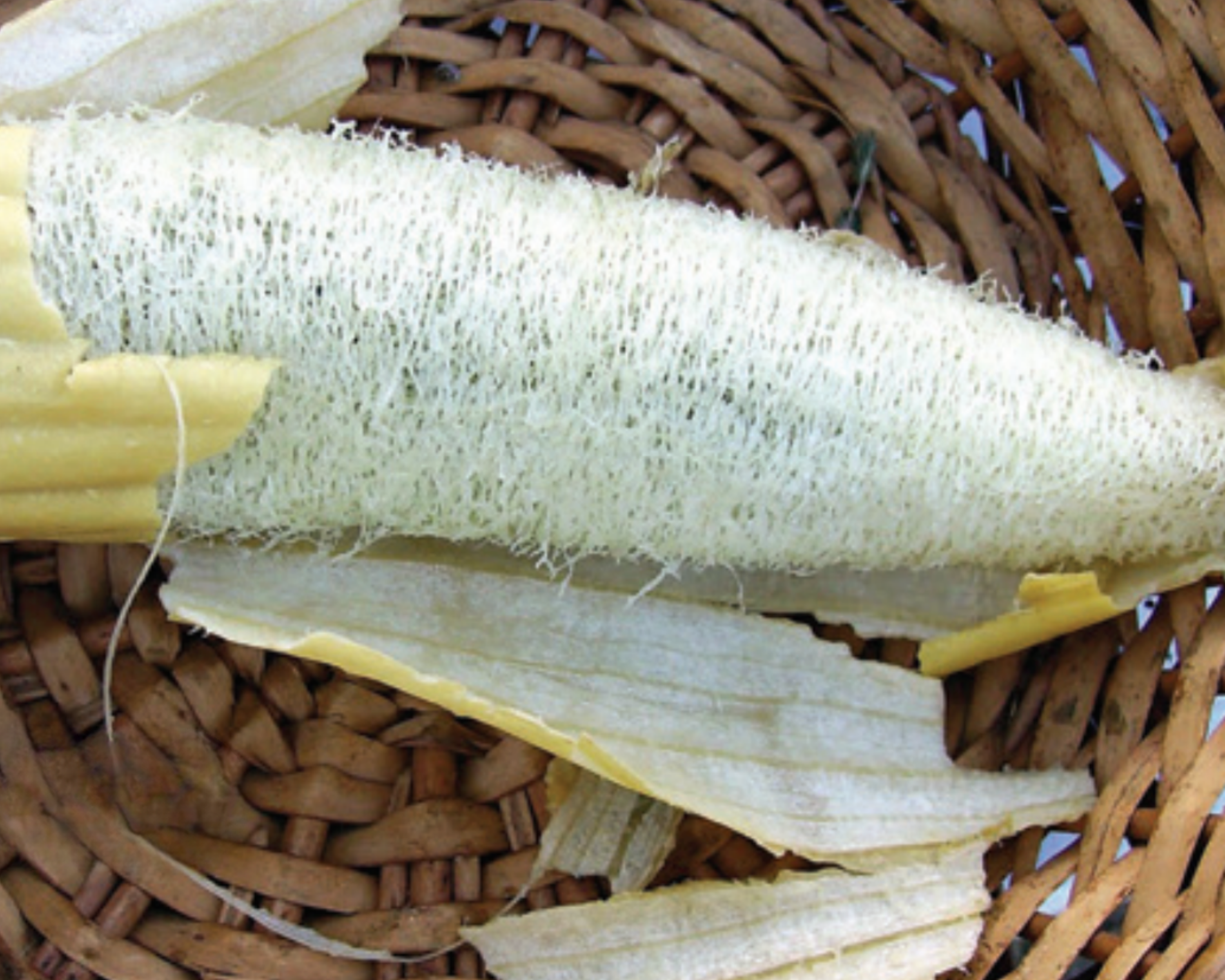 Luffa Sponge Gourd Seeds