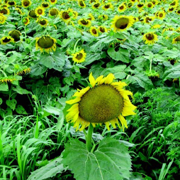 Russian Mammoth Sunflower Seeds