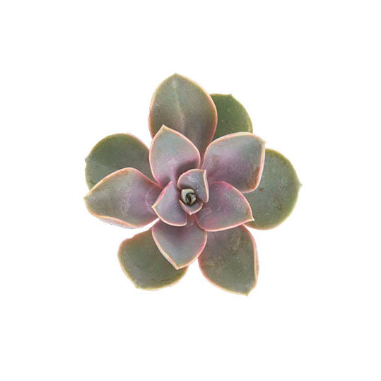 Echeveria Perle Von Nurnberg