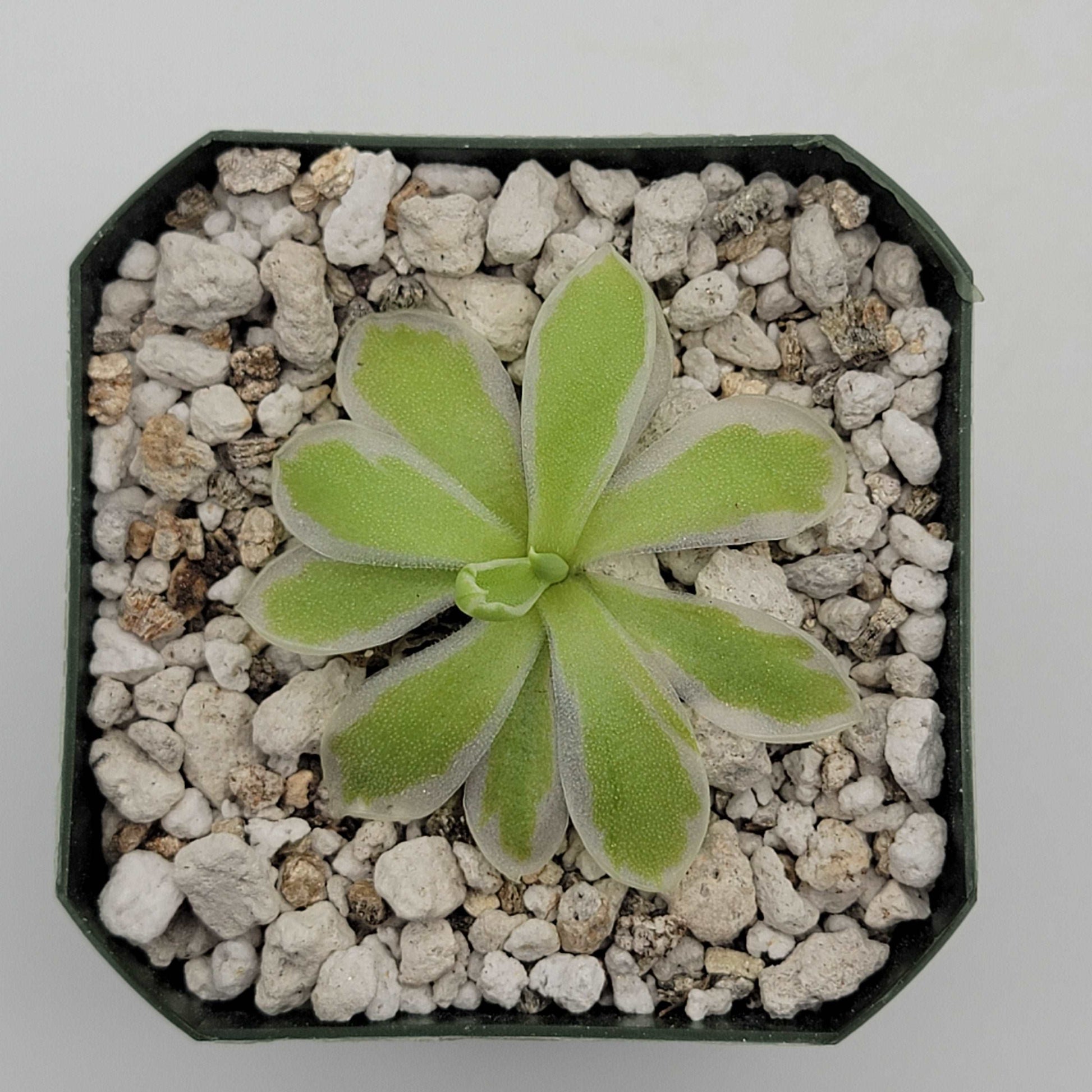 Pinguicula "Snow Queen" Rainbow Carnivorous Plants LLC