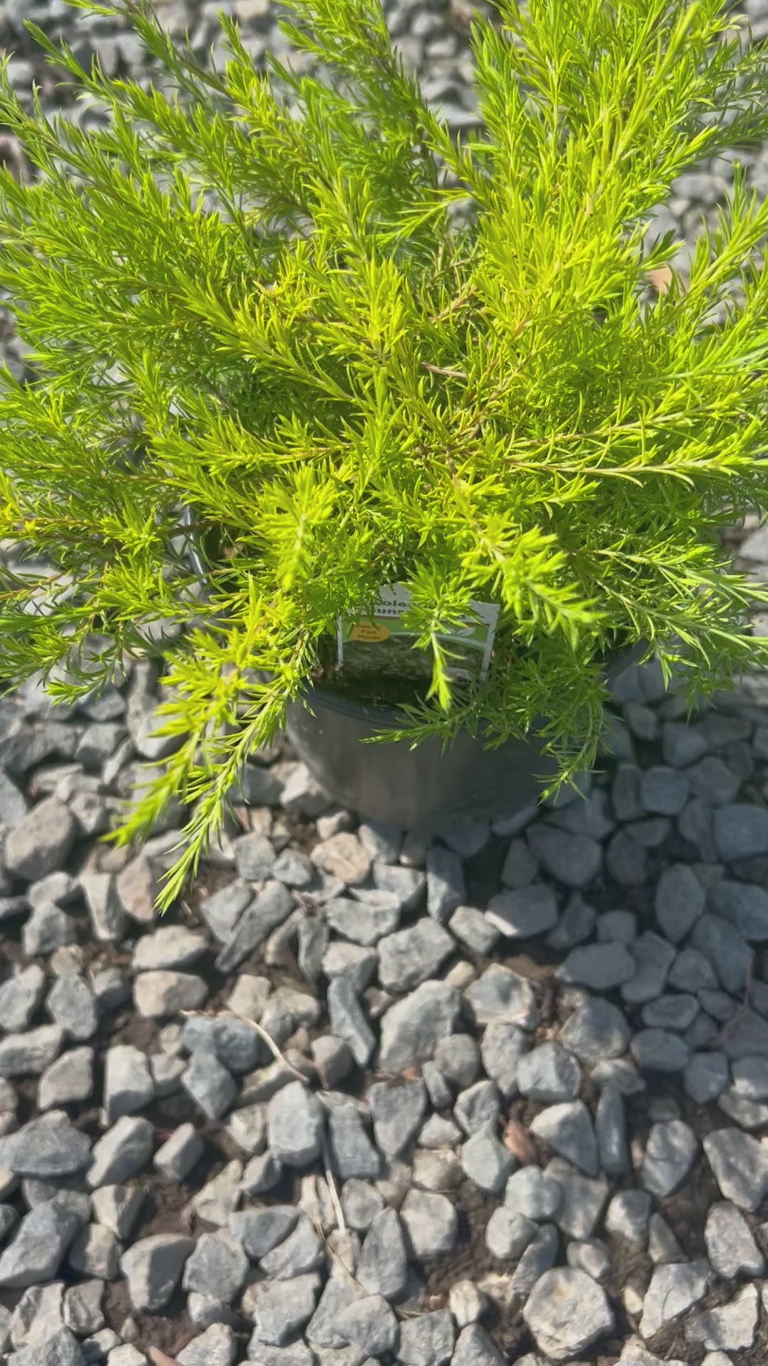 Load video: Sunset Gold Breath of Heaven