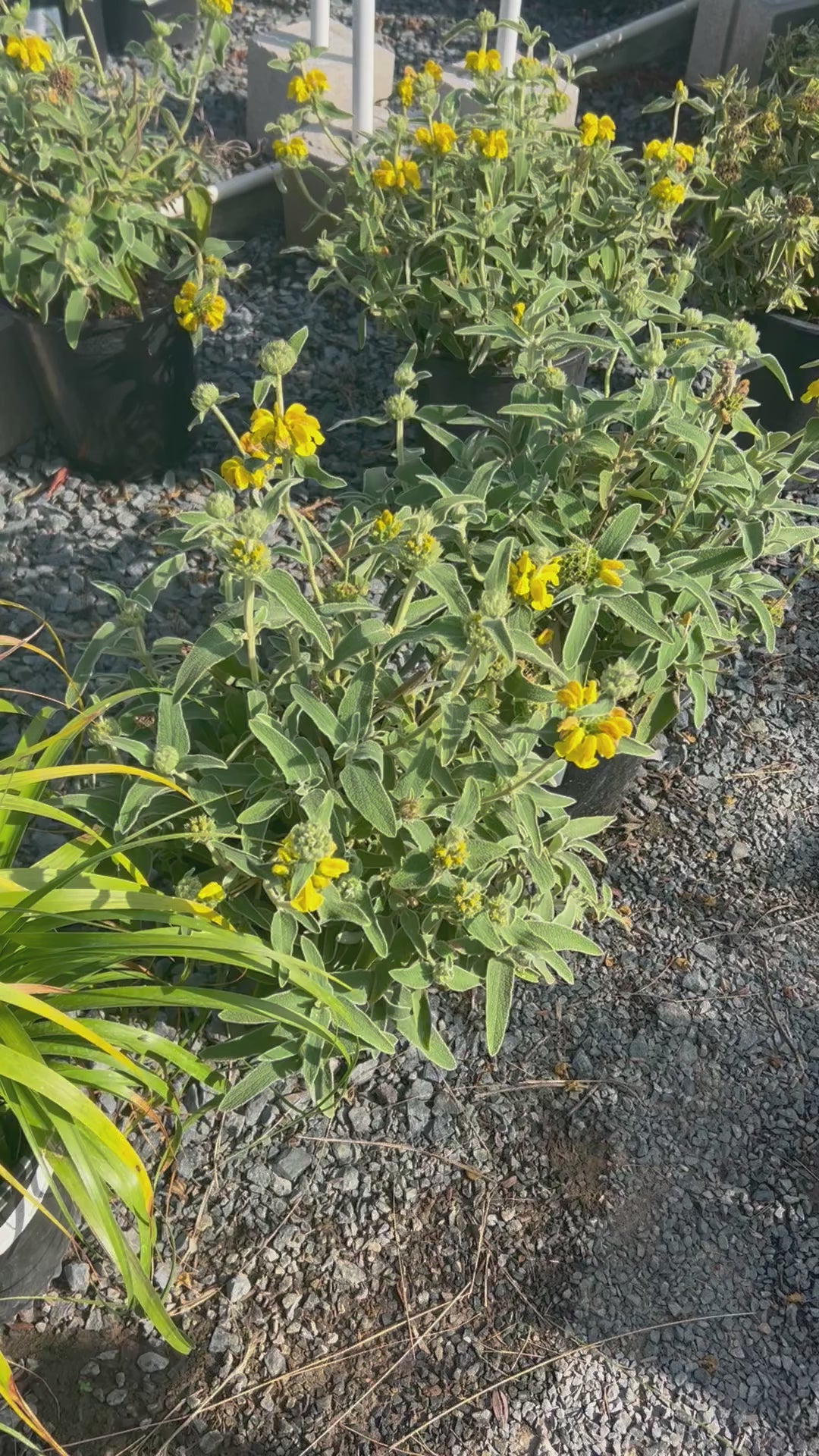 Load video: Jerusalem Sage