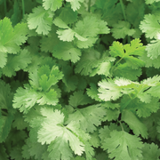Santo Cilantro Seeds