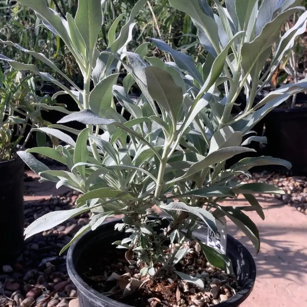 White Sage