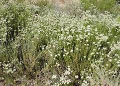 Eriogonum fasciculatum -California Buckwheat Plant One Gallon Size Healtny Harvesters