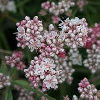 Eriogonum fasciculatum -California Buckwheat Plant One Gallon Size Healtny Harvesters