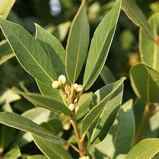 Bay Leaf Laurus nobilis Bay Laurel, Sweet Bay Tree Healthy Harvesters
