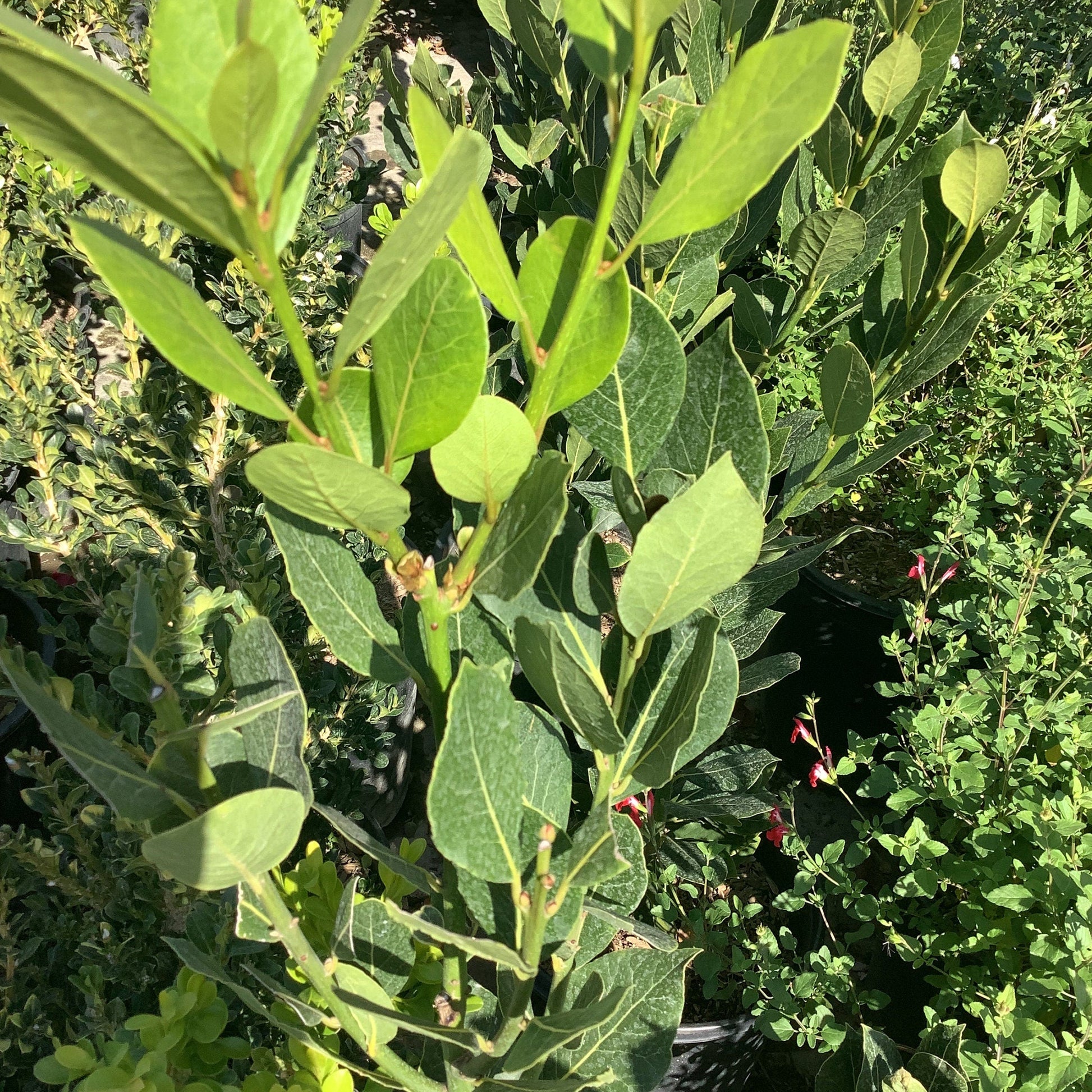 Bay Leaf Laurus nobilis Bay Laurel, Sweet Bay Tree Healthy Harvesters