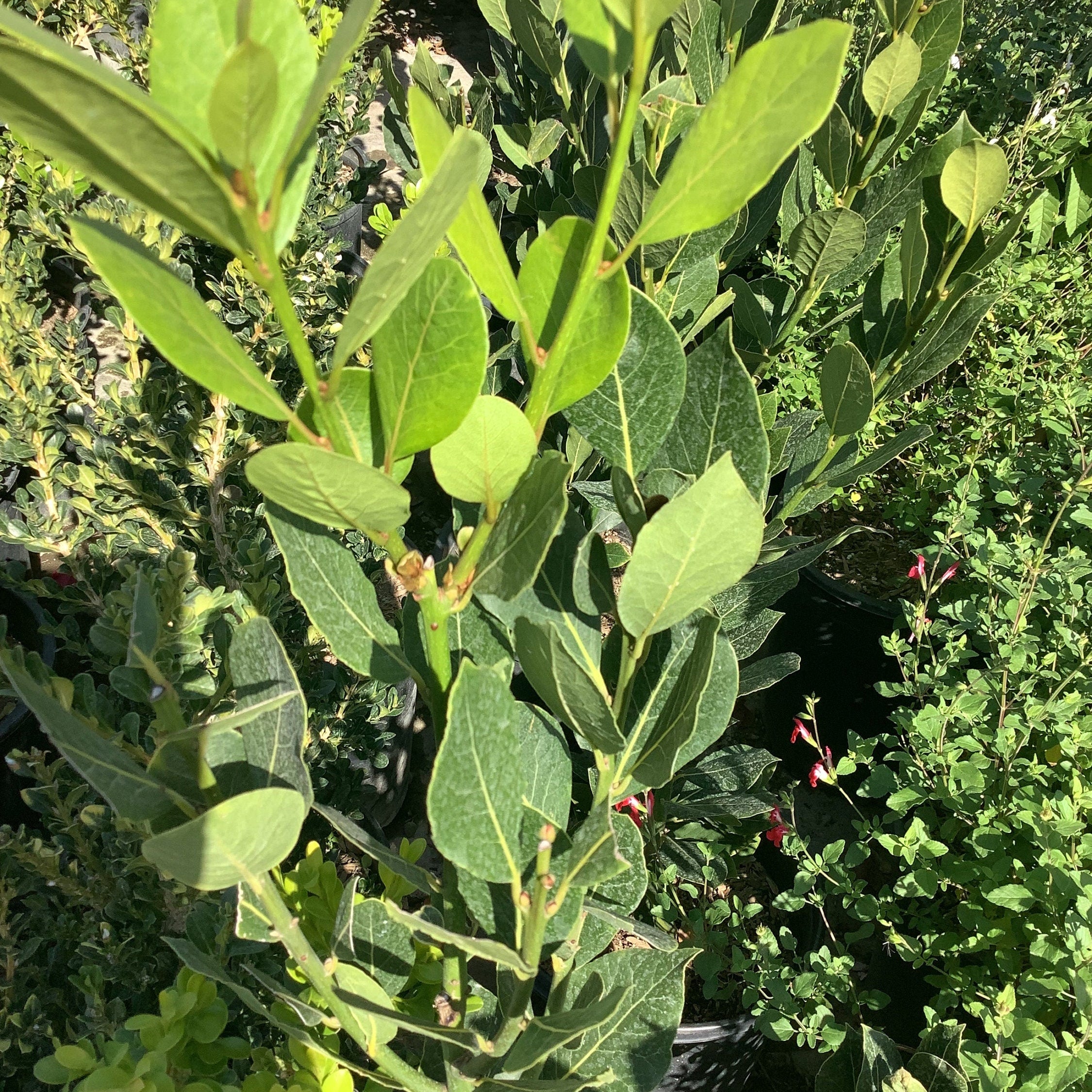 Bay Leaf Laurus nobilis Bay Laurel, Sweet Bay Tree Healthy Harvesters