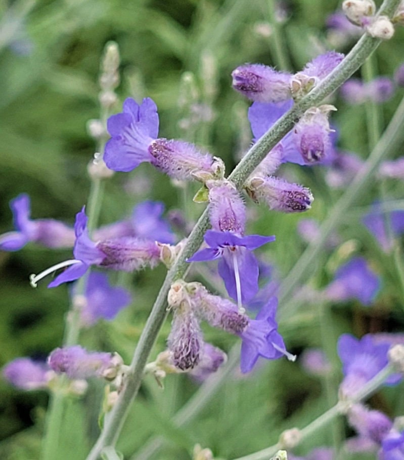 Russian Sage Perovskia atriplicifolia Blue Spire Plant One Gallon Size Healtny Harvesters