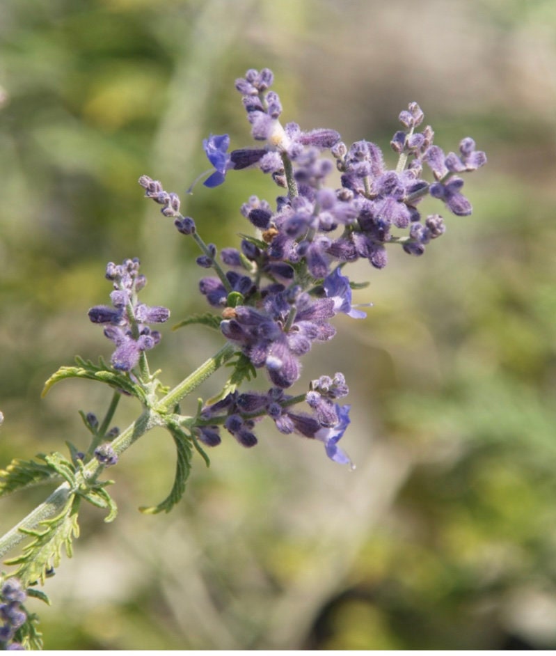 Russian Sage Perovskia atriplicifolia Blue Spire Plant One Gallon Size Healtny Harvesters