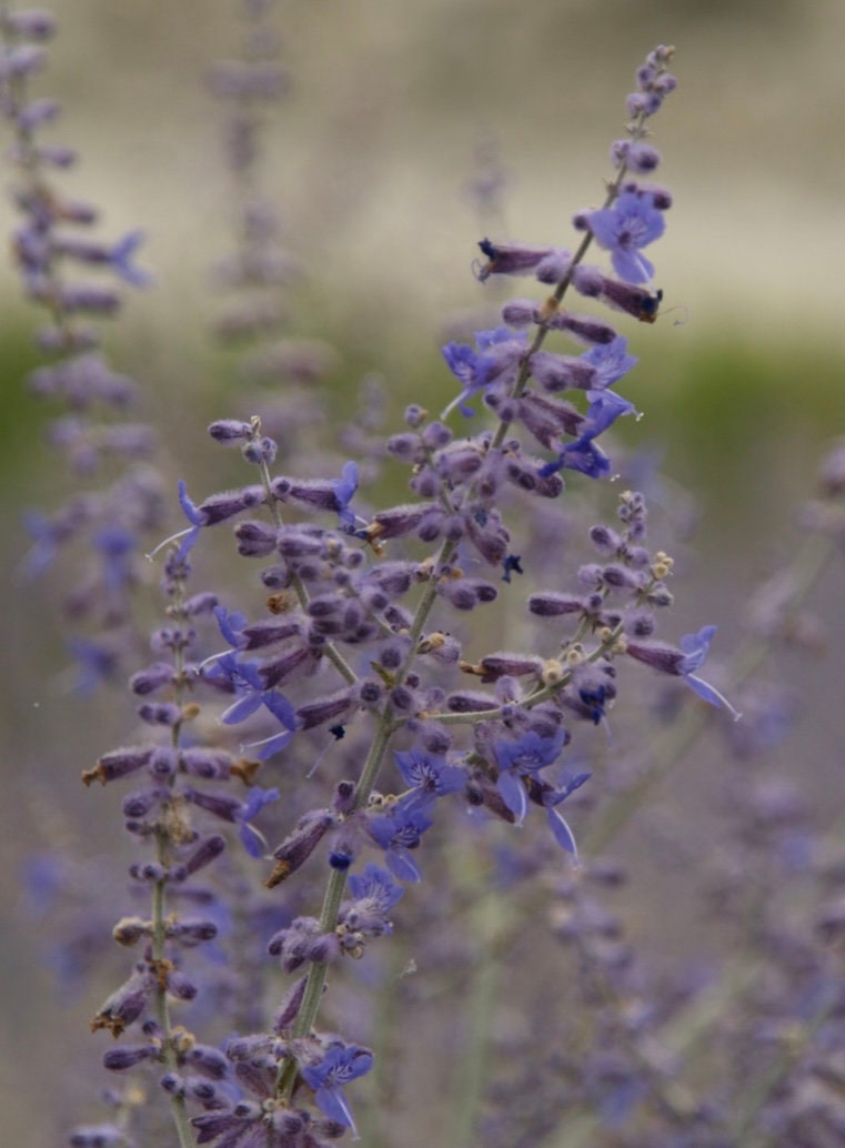 Russian Sage Perovskia atriplicifolia Blue Spire Plant One Gallon Size Healtny Harvesters