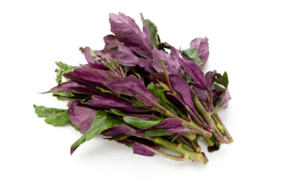 Okinawa spinach (Gynura crepioides) - Healthy Harvesters